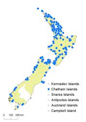 Cyathea medullaris distribution map based on databased records at AK, CHR, OTA and WELT.
 Image: K. Boardman © Landcare Research 2015 CC BY 3.0 NZ